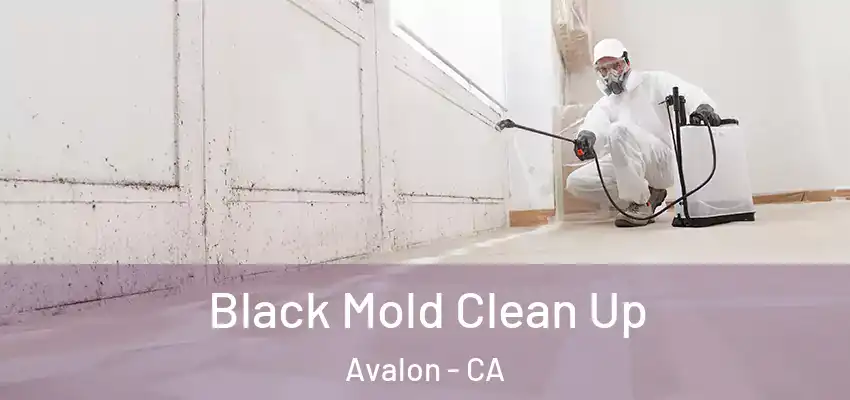  Black Mold Clean Up Avalon - CA