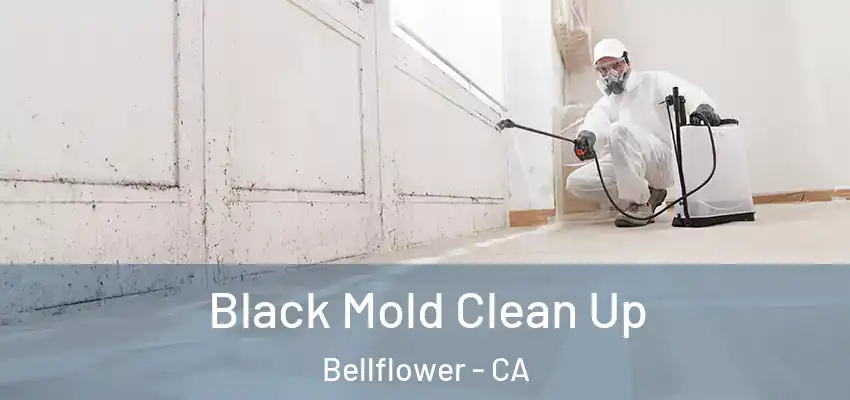  Black Mold Clean Up Bellflower - CA