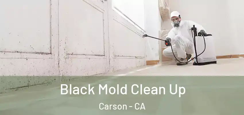  Black Mold Clean Up Carson - CA