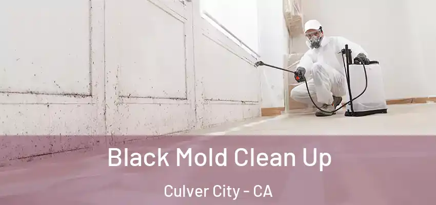  Black Mold Clean Up Culver City - CA