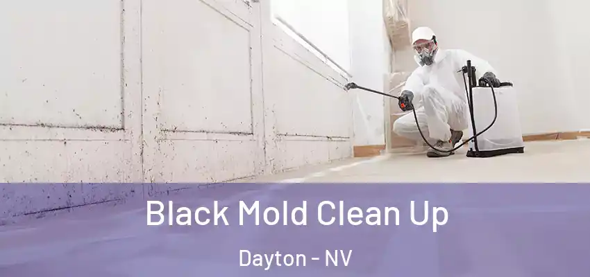  Black Mold Clean Up Dayton - NV