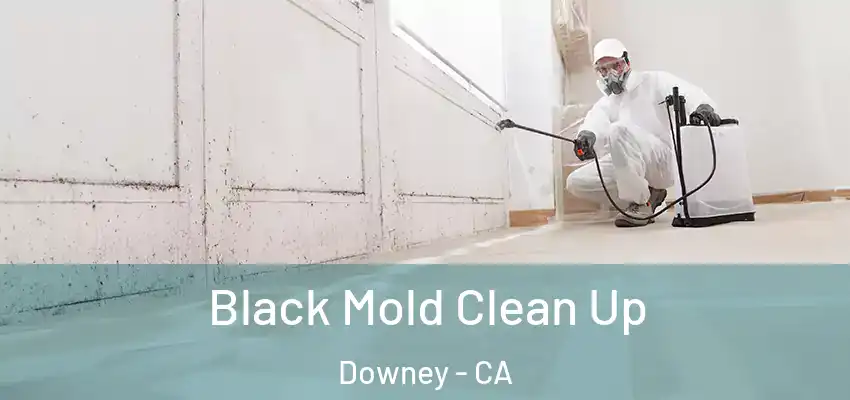 Black Mold Clean Up Downey - CA