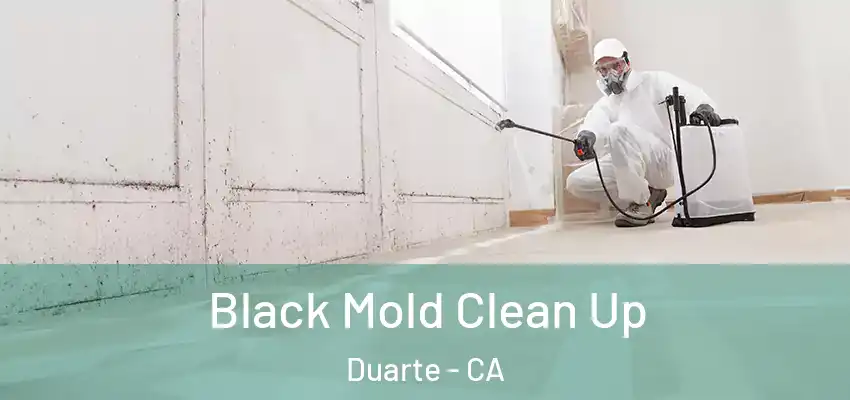  Black Mold Clean Up Duarte - CA