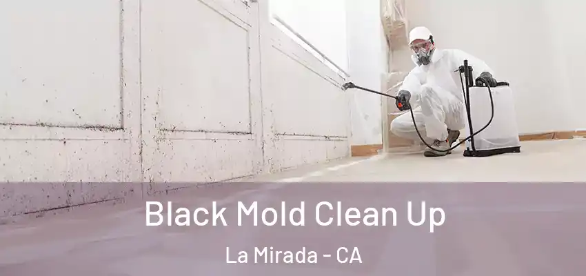  Black Mold Clean Up La Mirada - CA