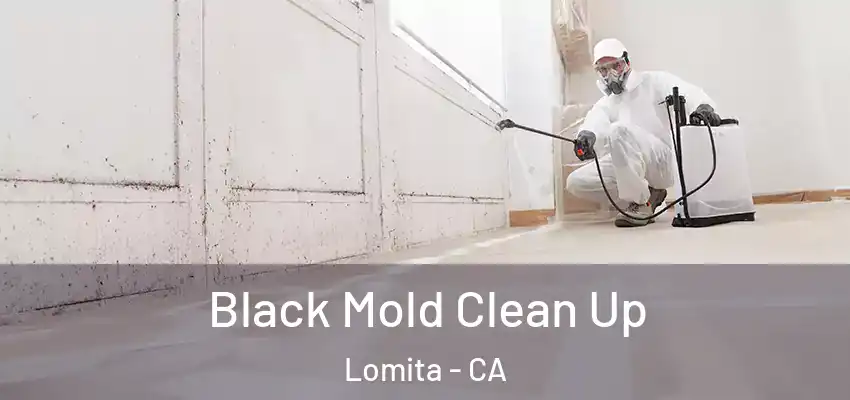  Black Mold Clean Up Lomita - CA