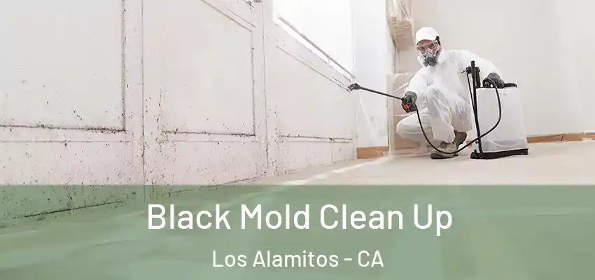  Black Mold Clean Up Los Alamitos - CA