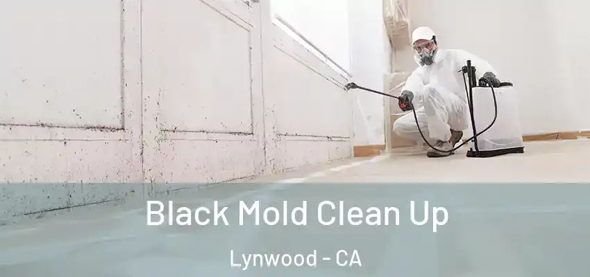  Black Mold Clean Up Lynwood - CA