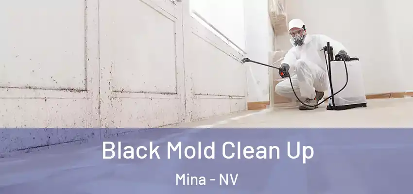  Black Mold Clean Up Mina - NV