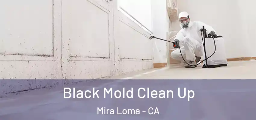 Black Mold Clean Up Mira Loma - CA