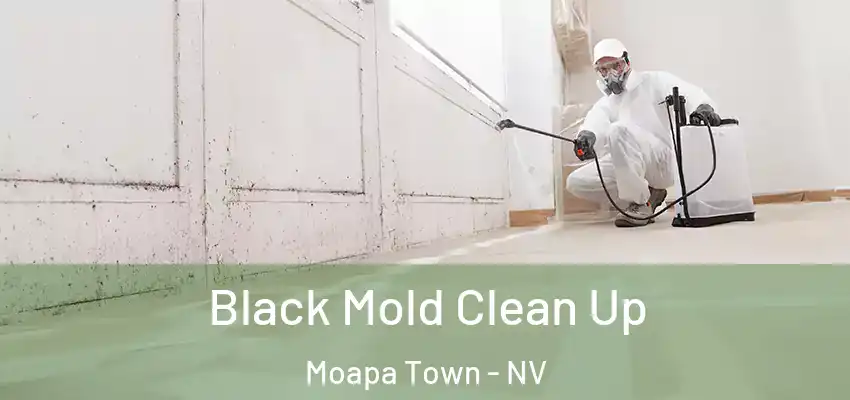 Black Mold Clean Up Moapa Town - NV