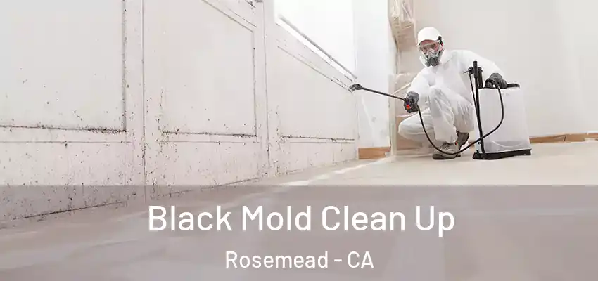  Black Mold Clean Up Rosemead - CA