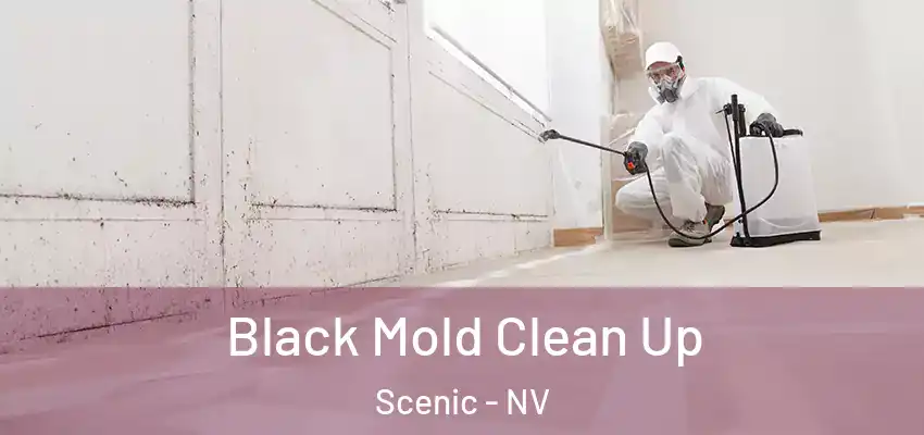  Black Mold Clean Up Scenic - NV