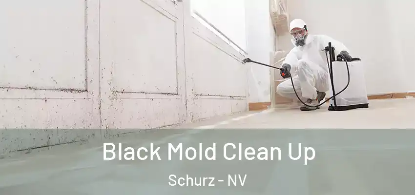  Black Mold Clean Up Schurz - NV