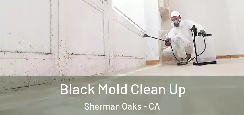  Black Mold Clean Up Sherman Oaks - CA