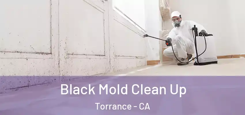  Black Mold Clean Up Torrance - CA