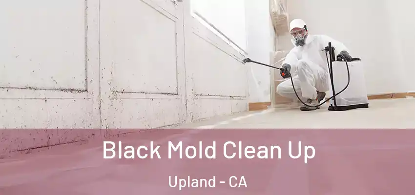  Black Mold Clean Up Upland - CA