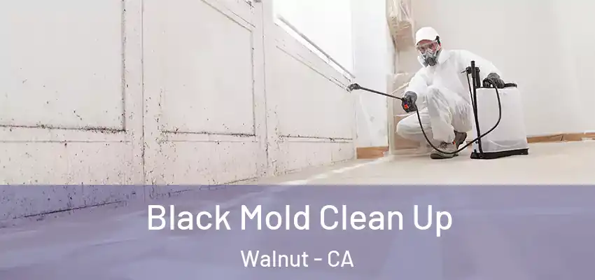  Black Mold Clean Up Walnut - CA