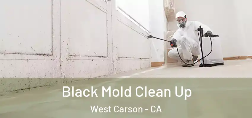  Black Mold Clean Up West Carson - CA