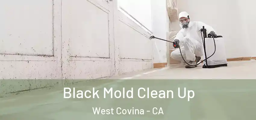  Black Mold Clean Up West Covina - CA