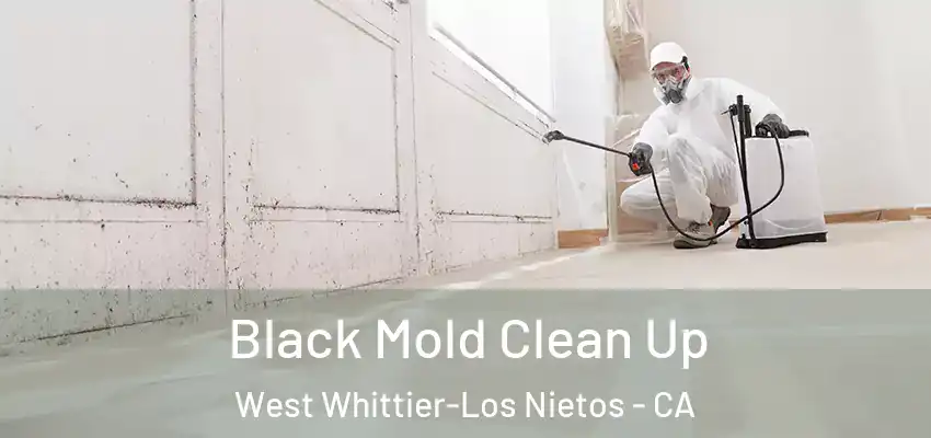 Black Mold Clean Up West Whittier-Los Nietos - CA