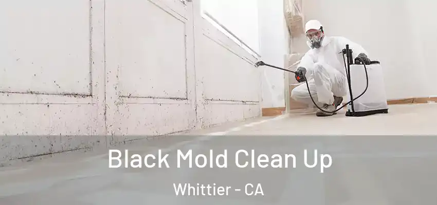  Black Mold Clean Up Whittier - CA
