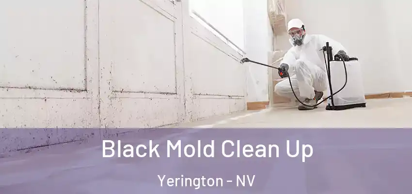  Black Mold Clean Up Yerington - NV