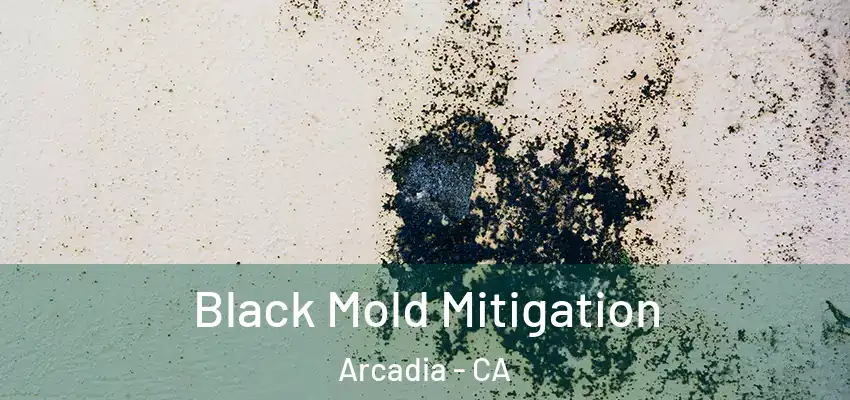 Black Mold Mitigation Arcadia - CA