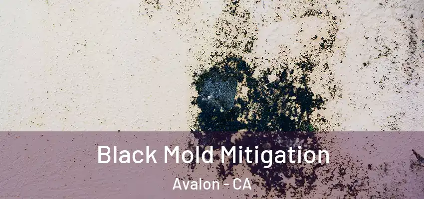 Black Mold Mitigation Avalon - CA