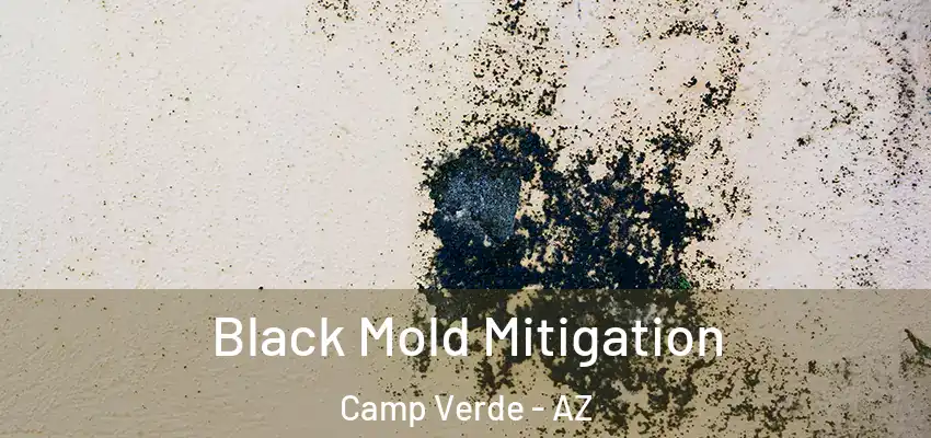  Black Mold Mitigation Camp Verde - AZ