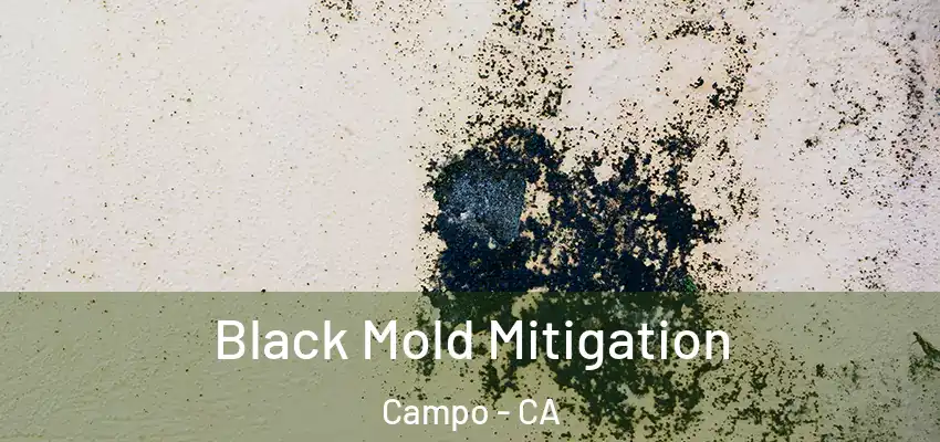  Black Mold Mitigation Campo - CA