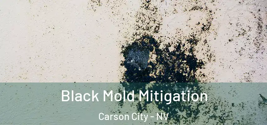  Black Mold Mitigation Carson City - NV