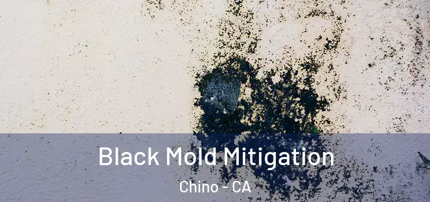  Black Mold Mitigation Chino - CA