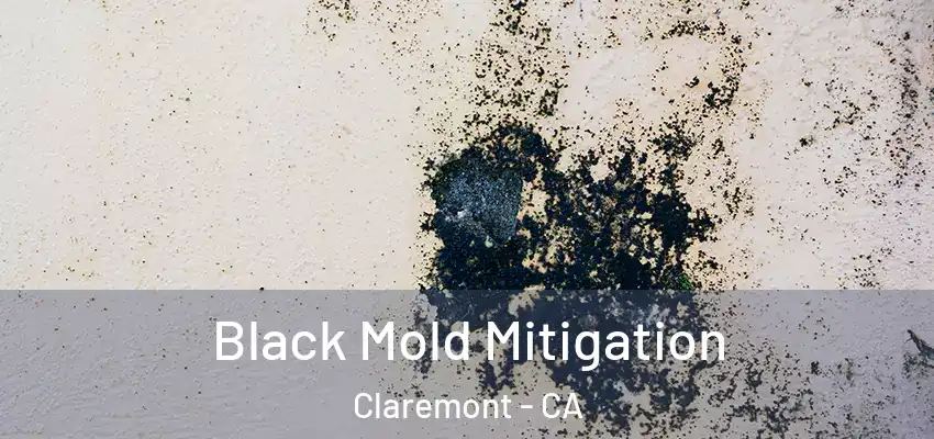  Black Mold Mitigation Claremont - CA