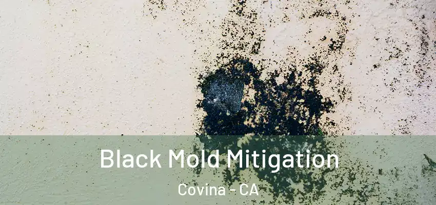  Black Mold Mitigation Covina - CA