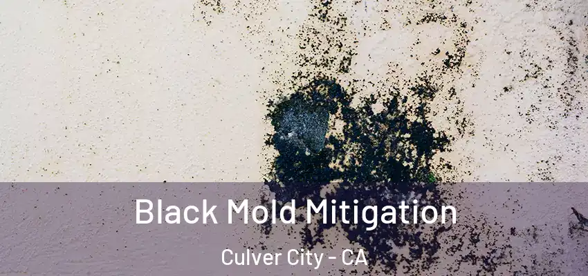 Black Mold Mitigation Culver City - CA