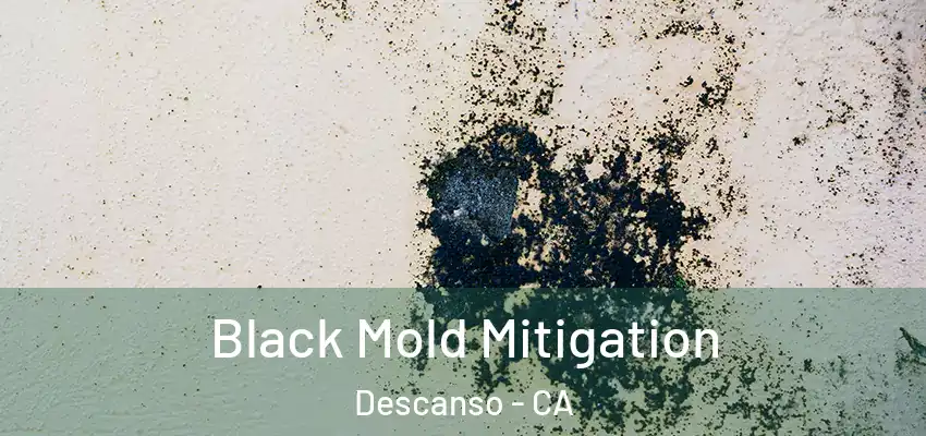  Black Mold Mitigation Descanso - CA