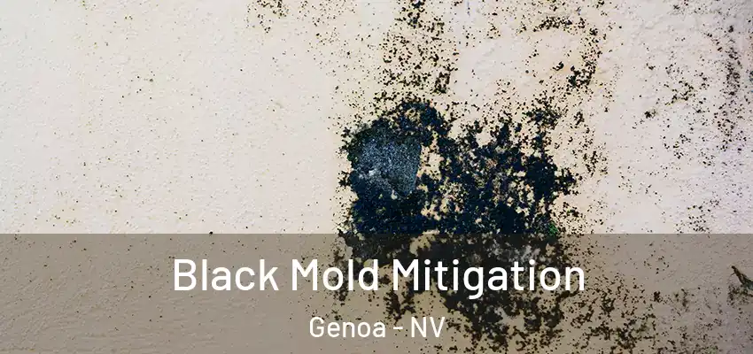 Black Mold Mitigation Genoa - NV