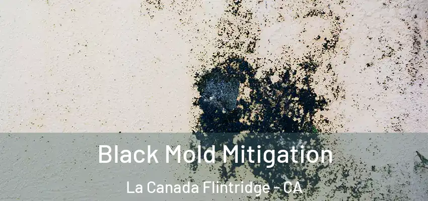 Black Mold Mitigation La Canada Flintridge - CA