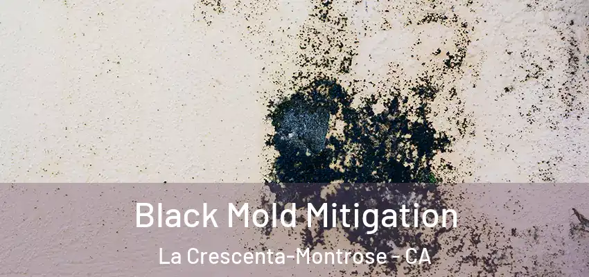  Black Mold Mitigation La Crescenta-Montrose - CA