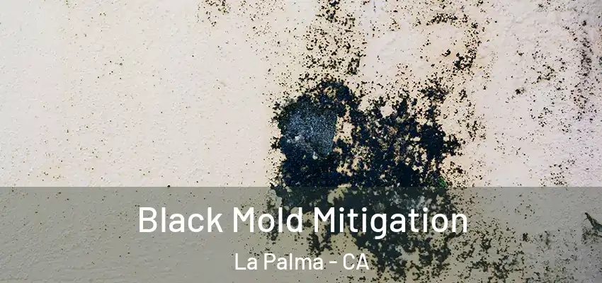  Black Mold Mitigation La Palma - CA