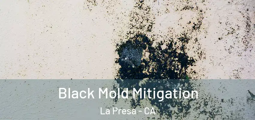  Black Mold Mitigation La Presa - CA