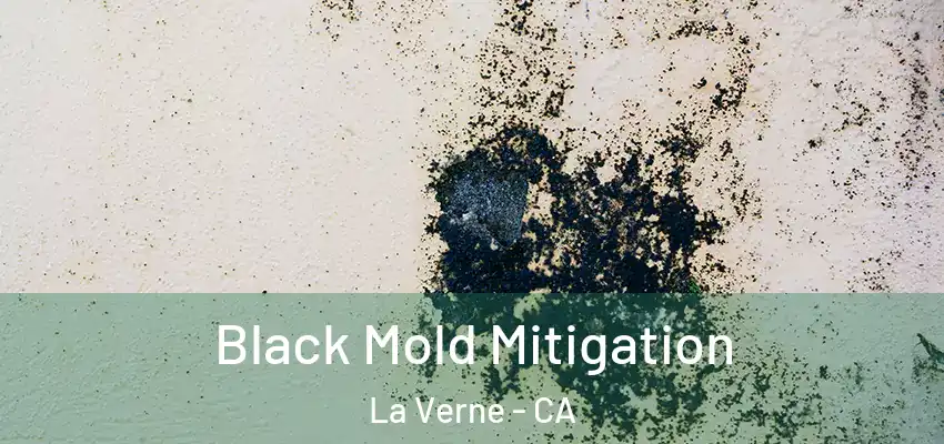  Black Mold Mitigation La Verne - CA