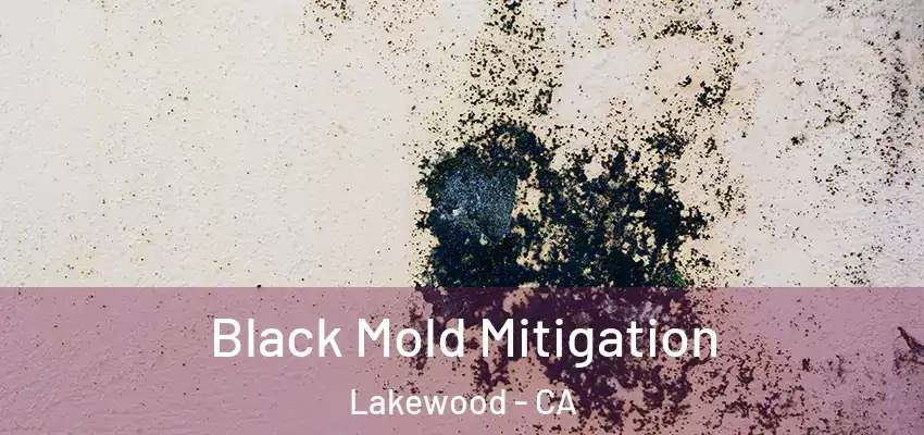  Black Mold Mitigation Lakewood - CA
