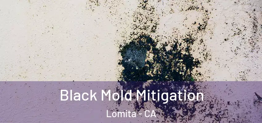 Black Mold Mitigation Lomita - CA