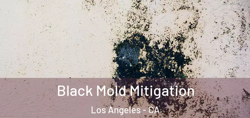 Black Mold Mitigation Los Angeles - CA