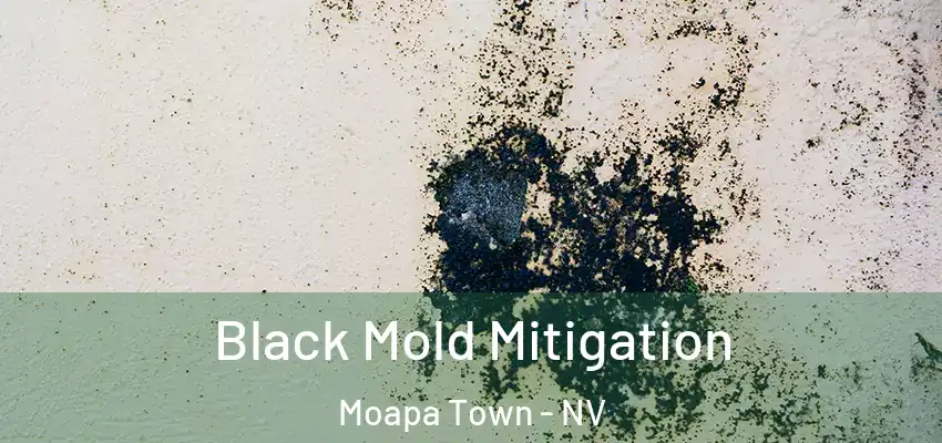 Black Mold Mitigation Moapa Town - NV