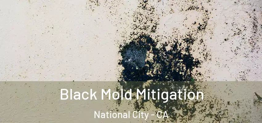  Black Mold Mitigation National City - CA