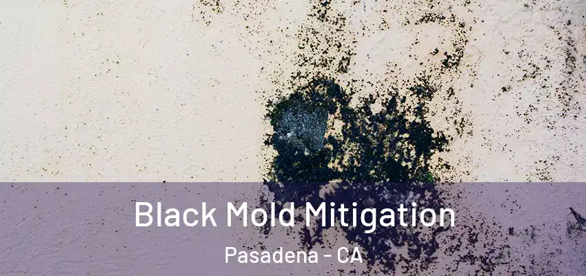 Black Mold Mitigation Pasadena - CA
