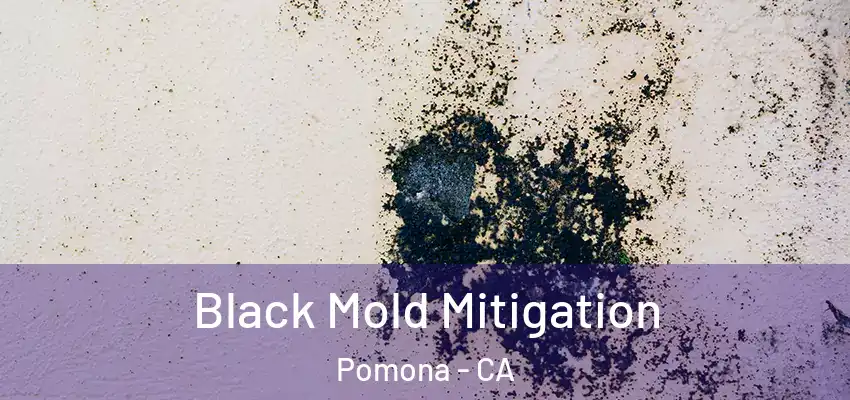  Black Mold Mitigation Pomona - CA