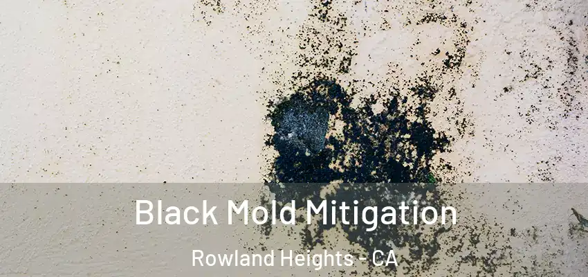 Black Mold Mitigation Rowland Heights - CA